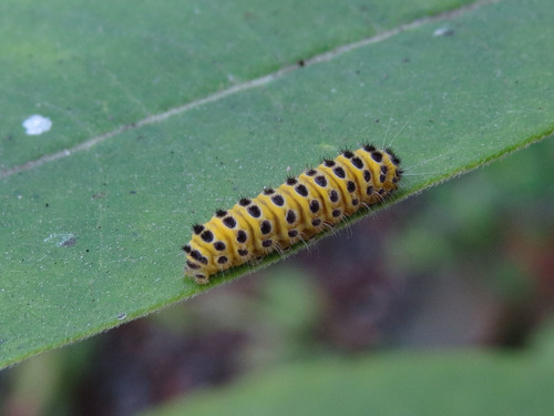 Grapeleaf Skeletonizer Moth