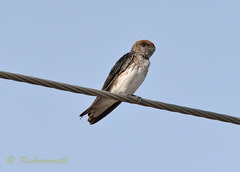 Petrochelidon fluvicola