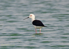 Himantopus himantopus