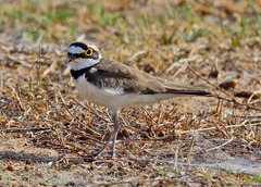 Charadrius dubius