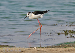 Himantopus himantopus