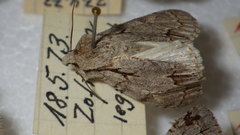 Acronicta psi