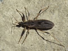 Oncocephalus acutangulus