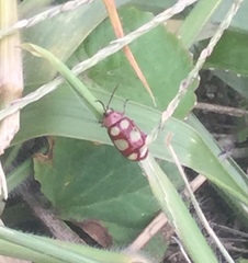 Omophoita sexnotata