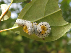 Macremphytus testaceus