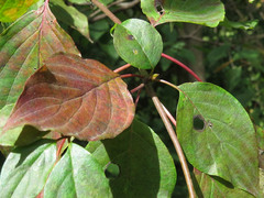 Macremphytus testaceus