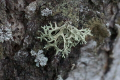 Evernia prunastri
