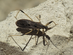 Oncocephalus acutangulus
