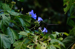 Jacquemontia oaxacana