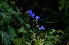 Jacquemontia oaxacana