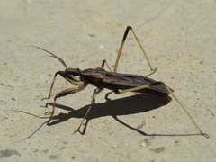 Oncocephalus acutangulus