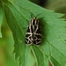 Yukon Tiger Moth - Photo (c) sydcannings, some rights reserved (CC BY-NC), uploaded by sydcannings