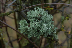 Evernia prunastri