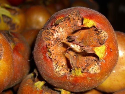 Medlar