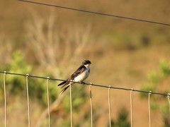 Hirundo dimidiata