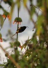 Drepanorhynchus reichenowi