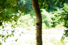 Morpho helenor guerrerensis