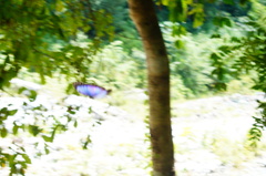 Morpho helenor guerrerensis
