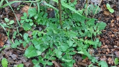 Mantisalca salmantica