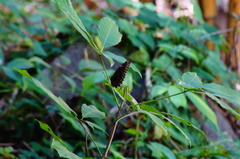 Morpho helenor guerrerensis