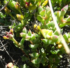 Drosanthemum quadratum