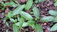 Rumex papillaris