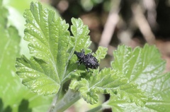 Megalometis spinifer