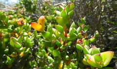 Drosanthemum quadratum