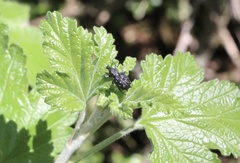 Megalometis spinifer