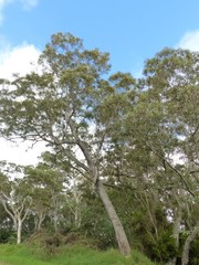 Acacia heterophylla image