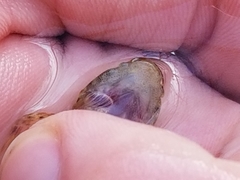 Cottus caeruleomentum