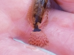 Cottus caeruleomentum