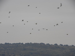 Pyrrhocorax pyrrhocorax