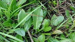 Rumex papillaris