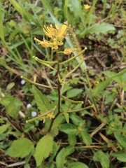 Rorippa indica