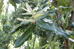Eucryphia cordifolia