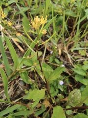 Rorippa indica