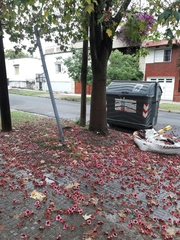 Brachychiton discolor