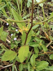 Rorippa indica