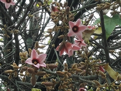 Brachychiton discolor