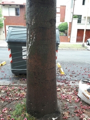 Brachychiton discolor