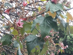 Brachychiton discolor