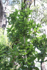 Eucryphia cordifolia