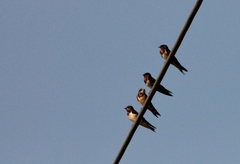 Hirundo angolensis