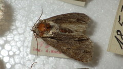 Acronicta psi