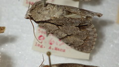 Acronicta psi