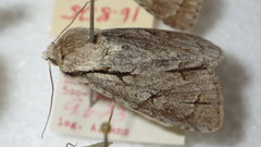Acronicta psi