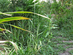 Lolium multiflorum × perenne
