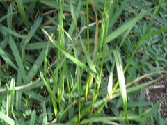 Lolium multiflorum × perenne