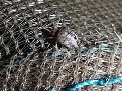 Spatulosminthurus lesnei